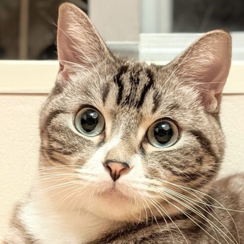 猫 ねこ 見つめるトラ猫の可愛いアップ