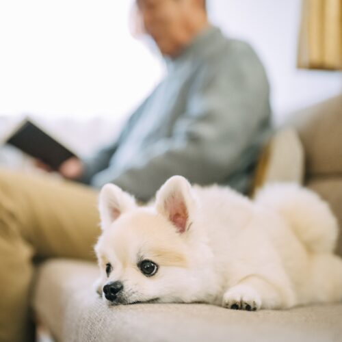 ソファでくつろぐ老夫婦と犬